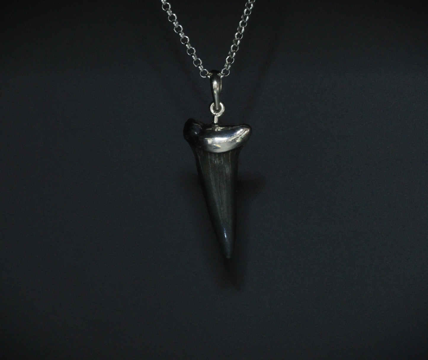 Magalodon fossil pendant - 11