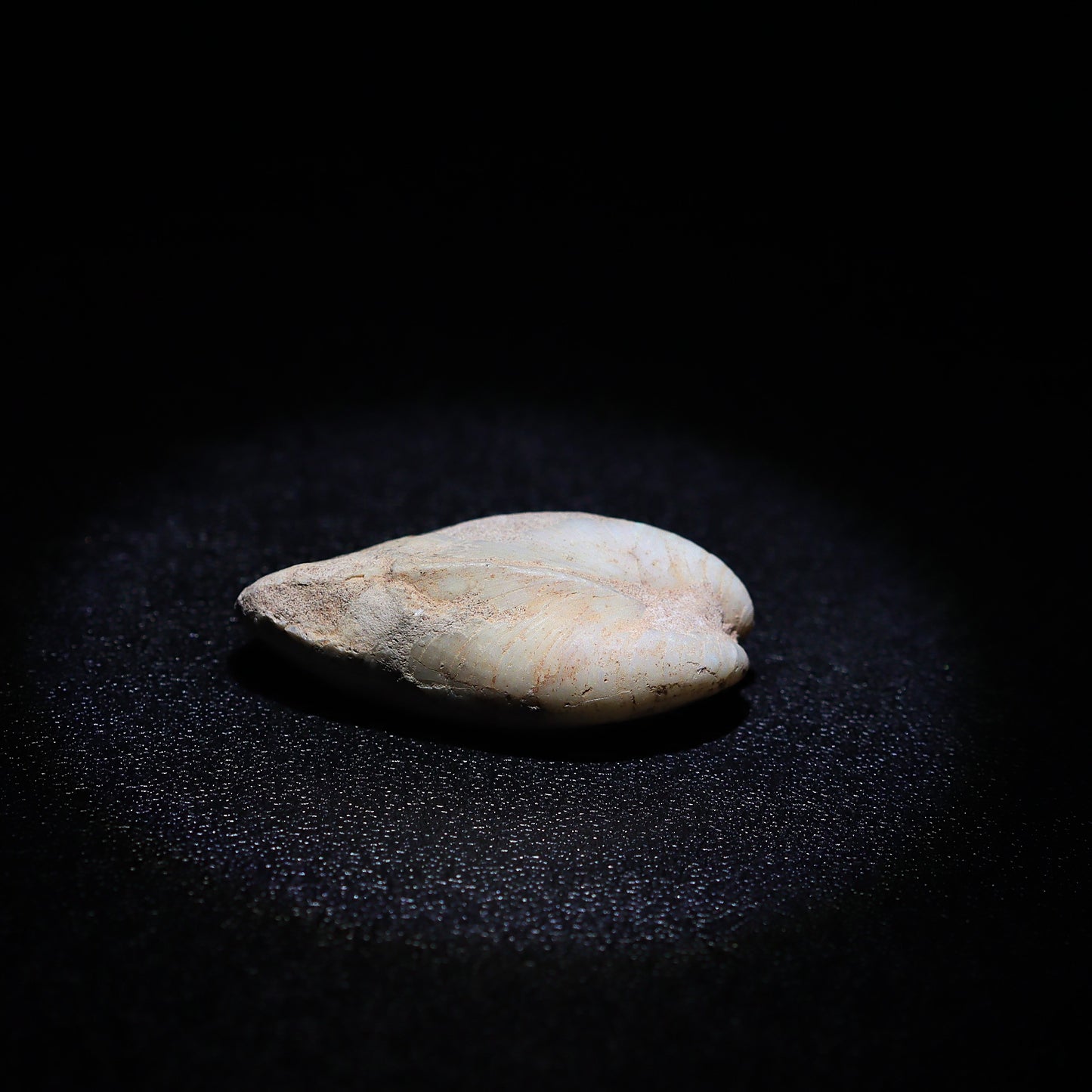 Australian Fossilized opal shell