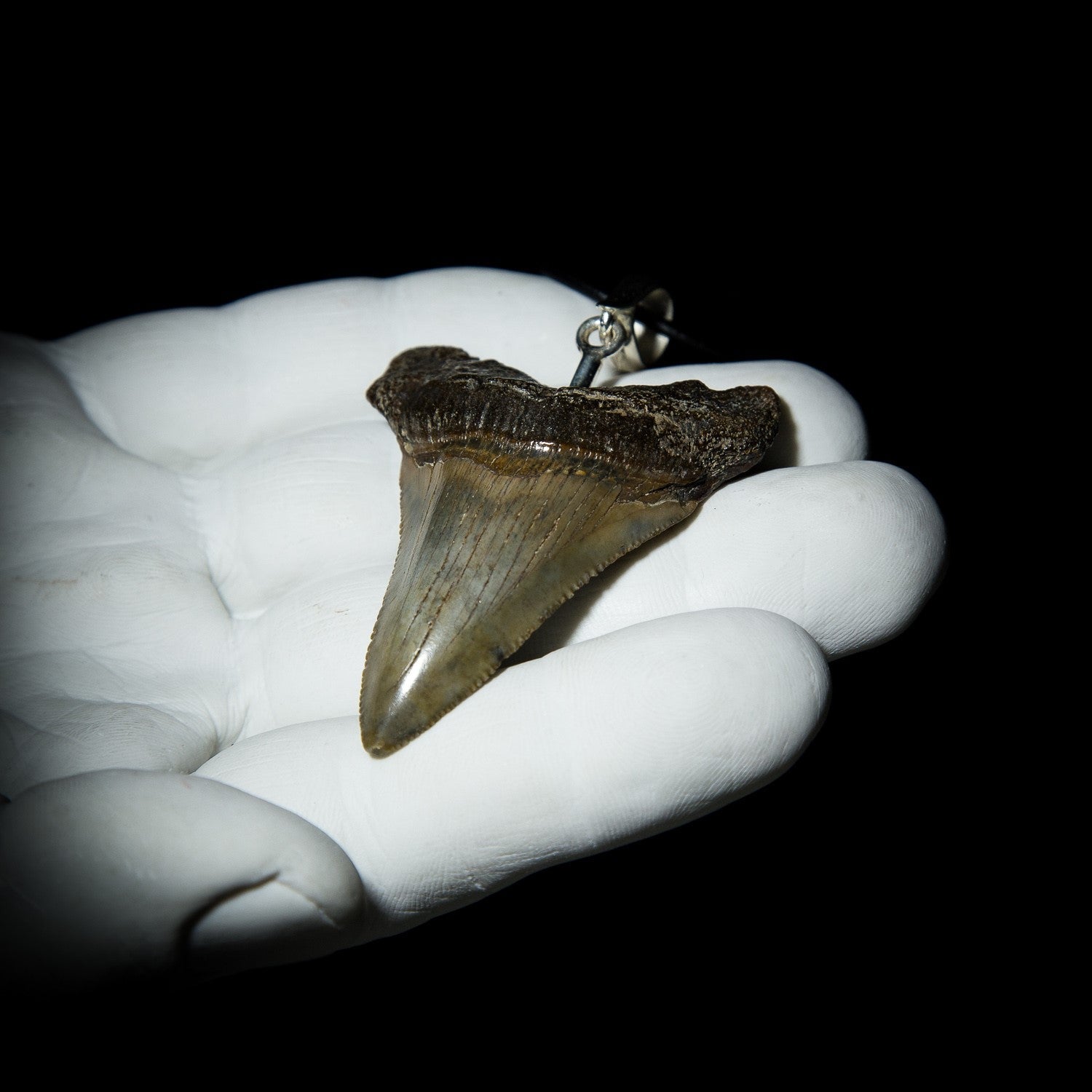 Megalodon shark tooth pendant in sterling silver — genuine fossil jewellery