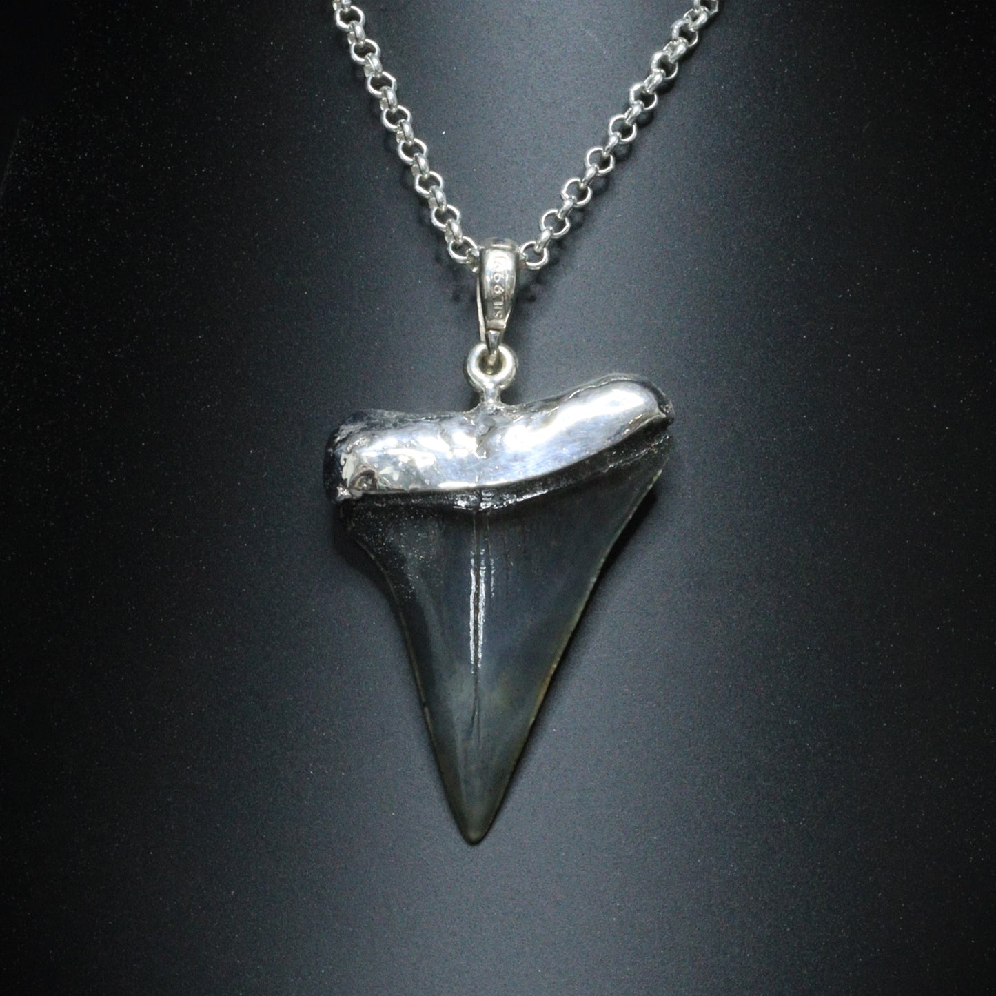 Megalodon Pendant - 10