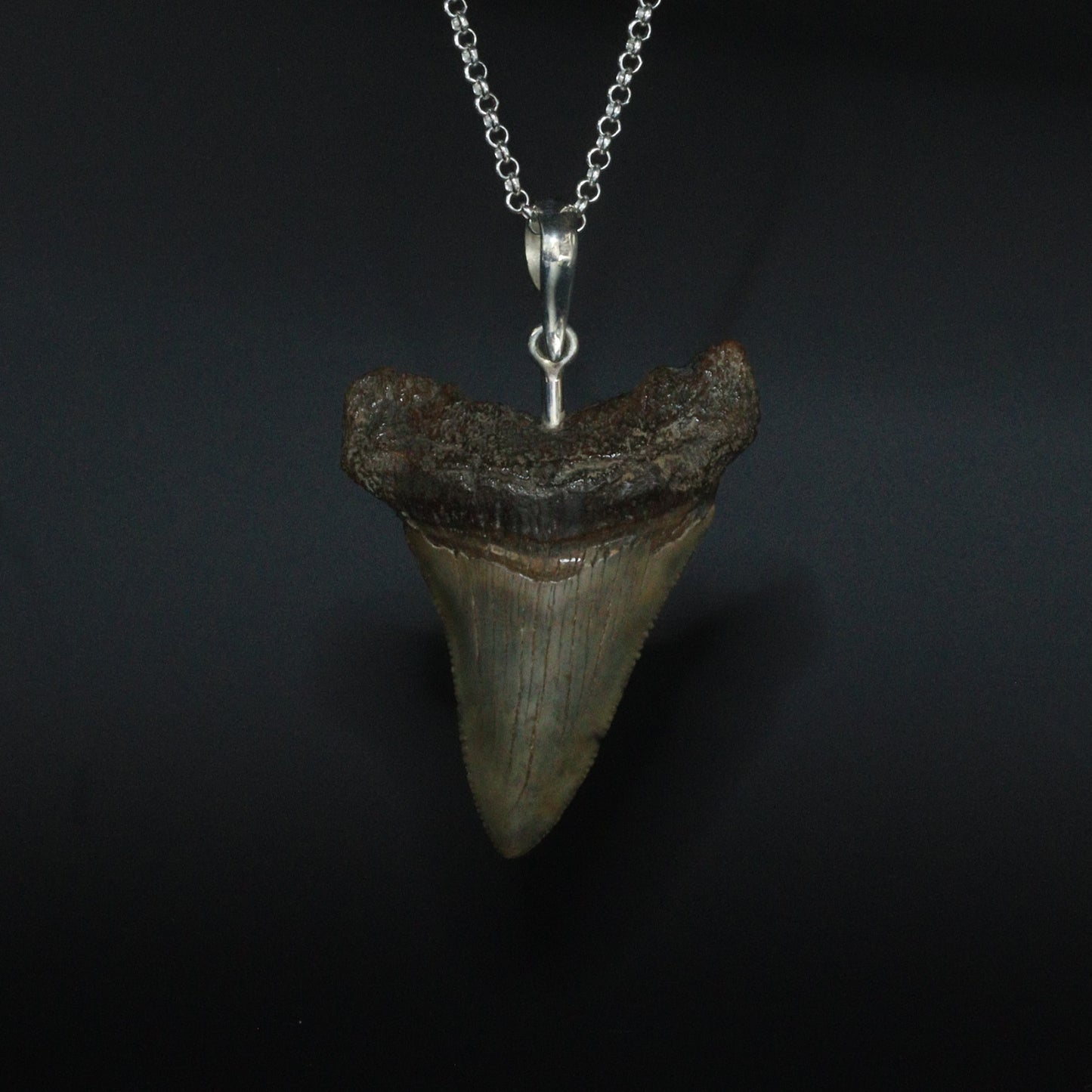 Megalodon Pendant - 12