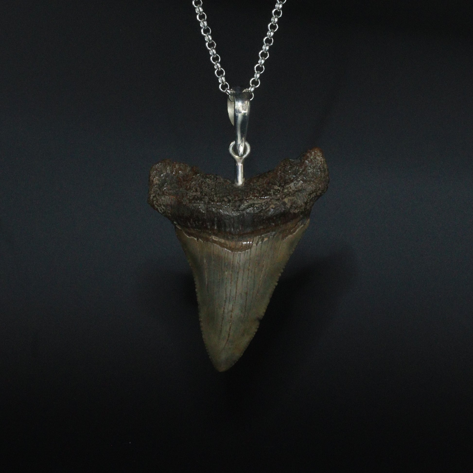 Megalodon Pendant - 12