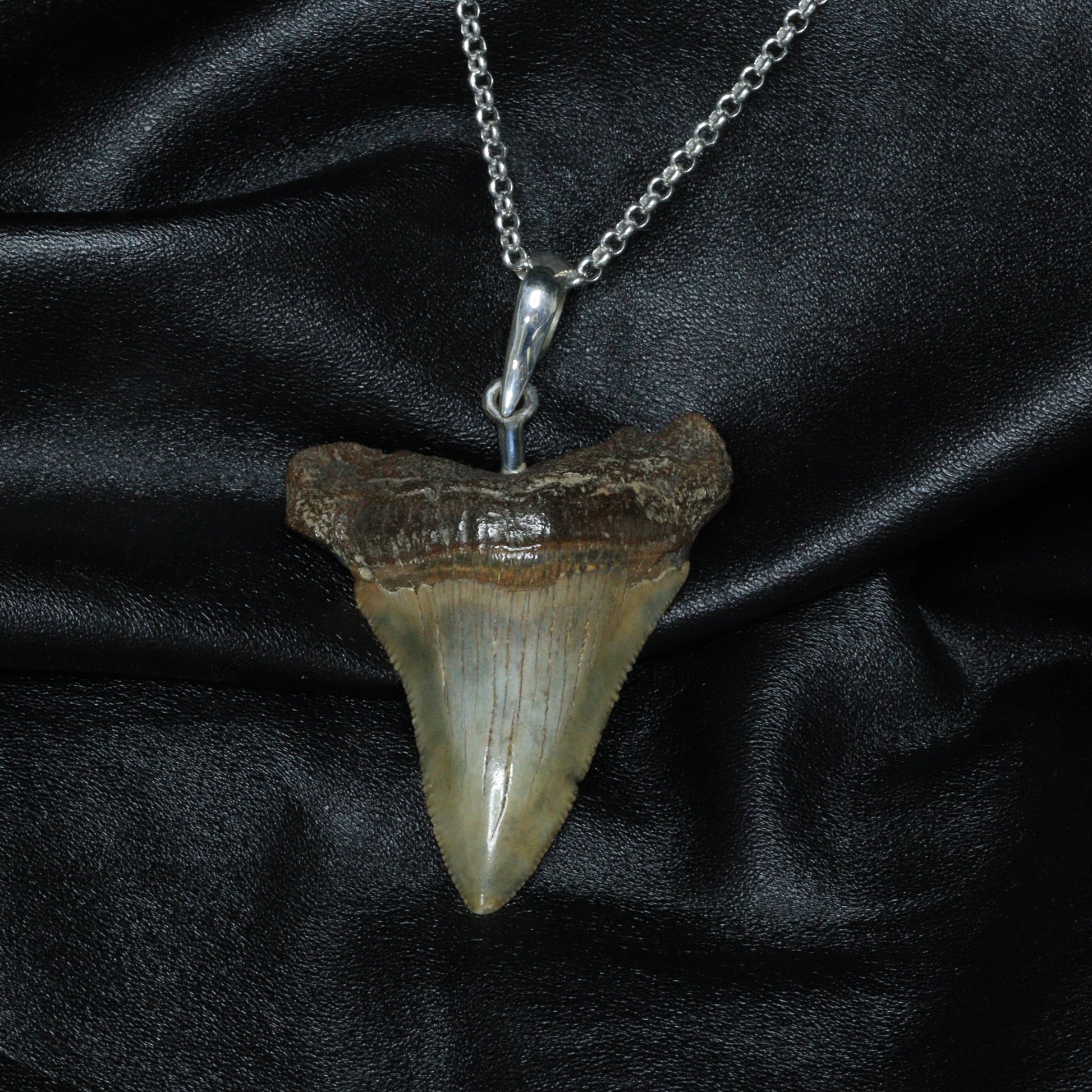 Megalodon Pendant - 12