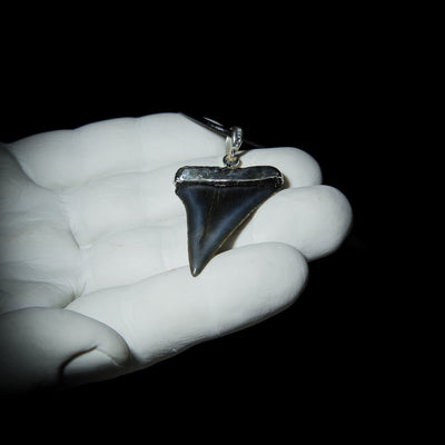 Megalodon Pendant - 10