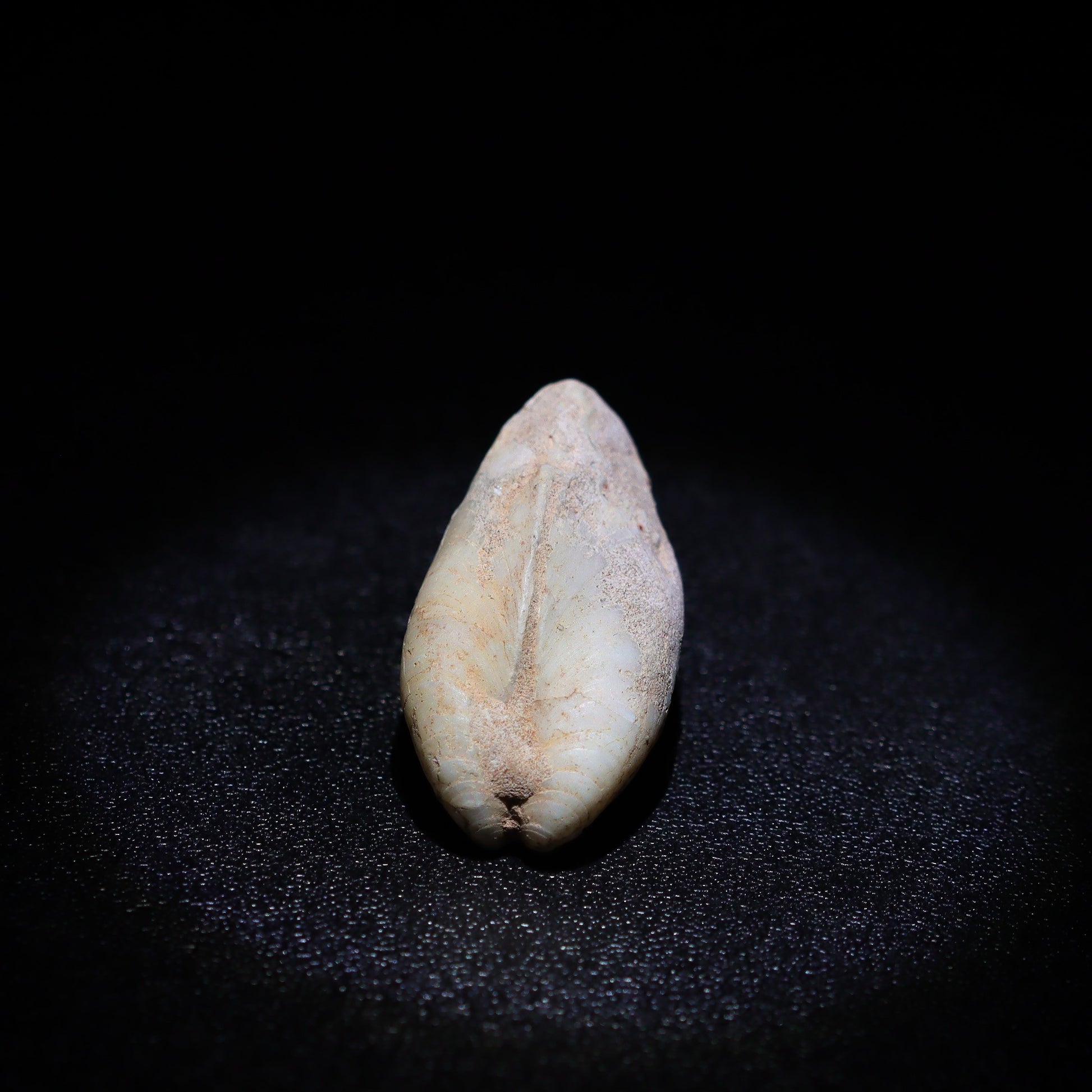 Australian Fossilized opal shell 
