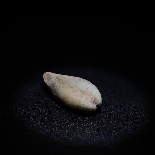 Australian Fossilized opal shell 