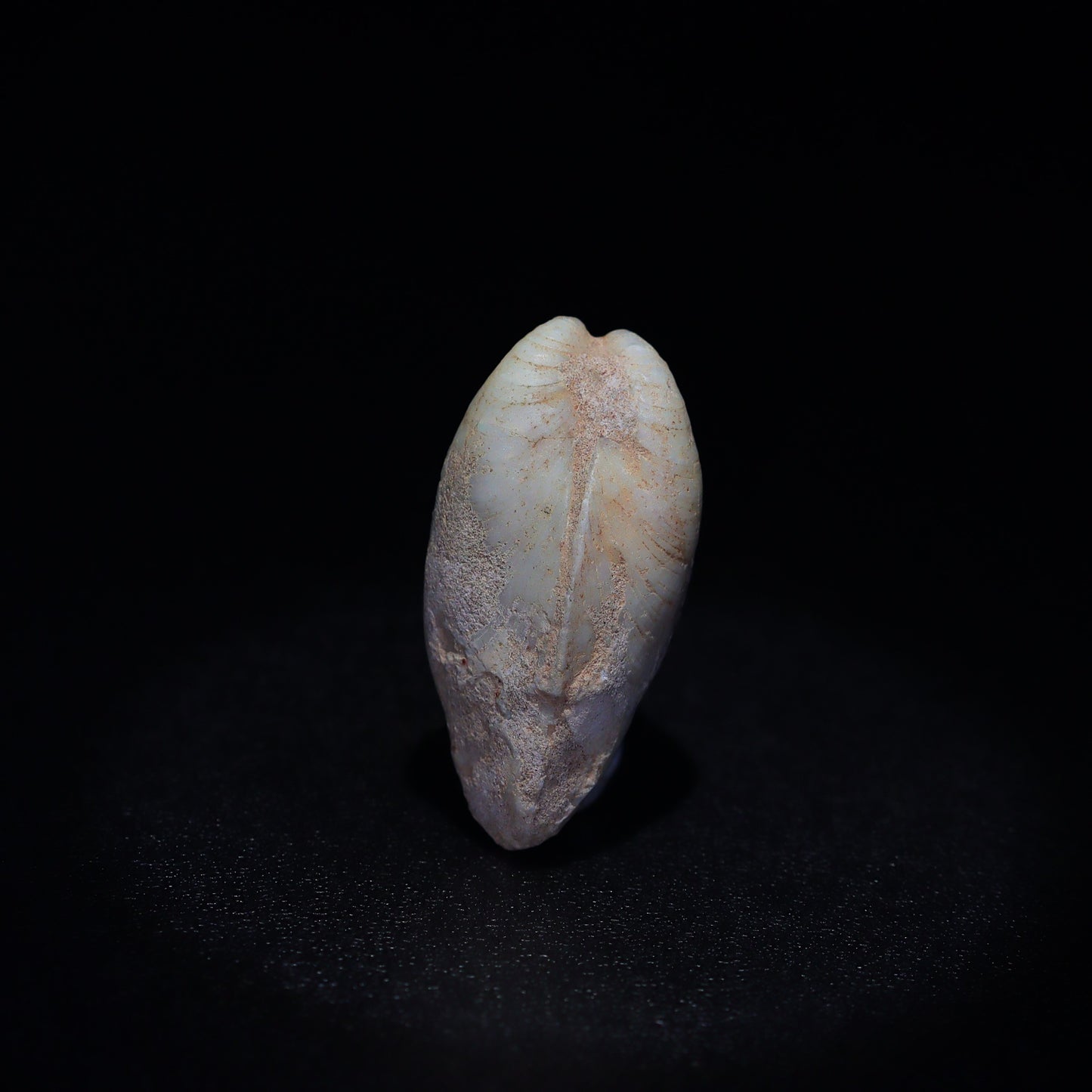 Australian Fossilized opal shell 