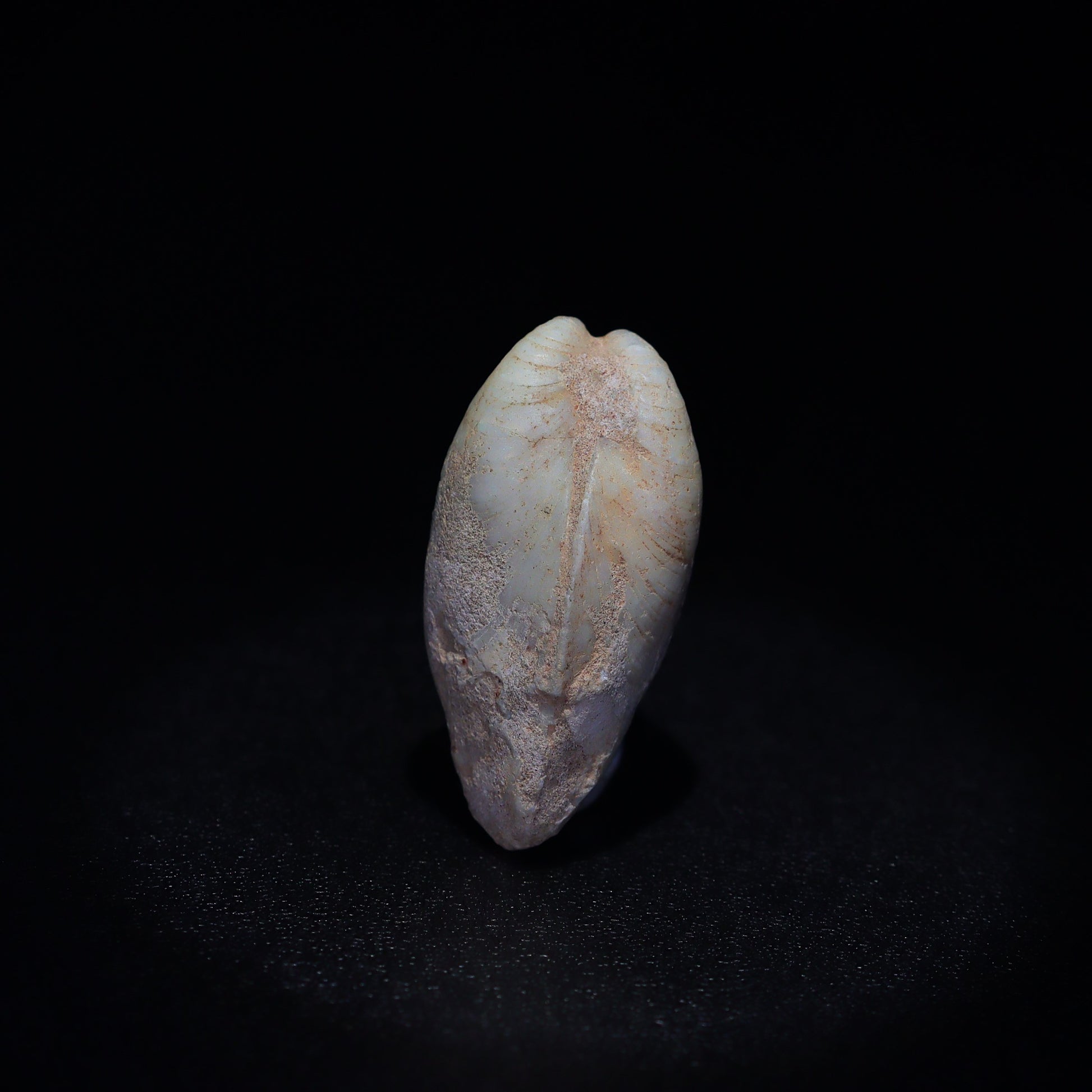 Australian Fossilized opal shell 