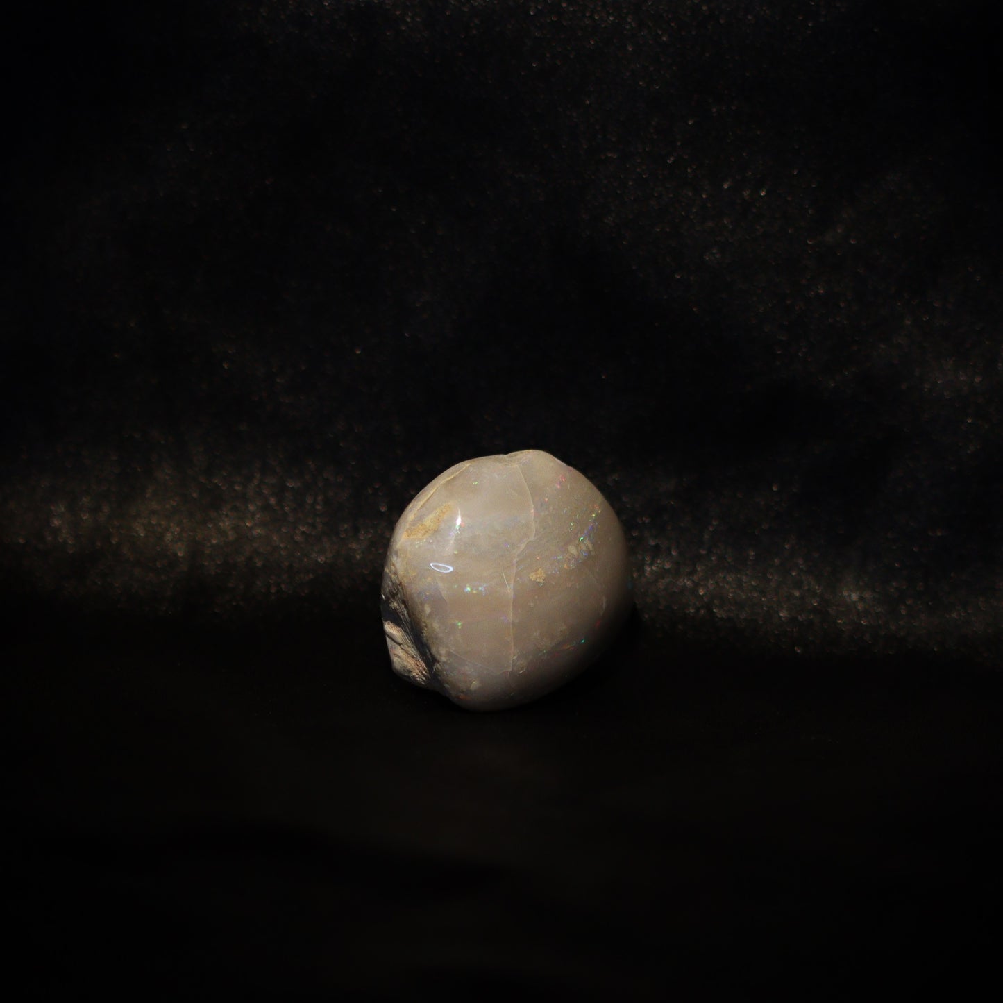 Australian Fossilized opal shell 