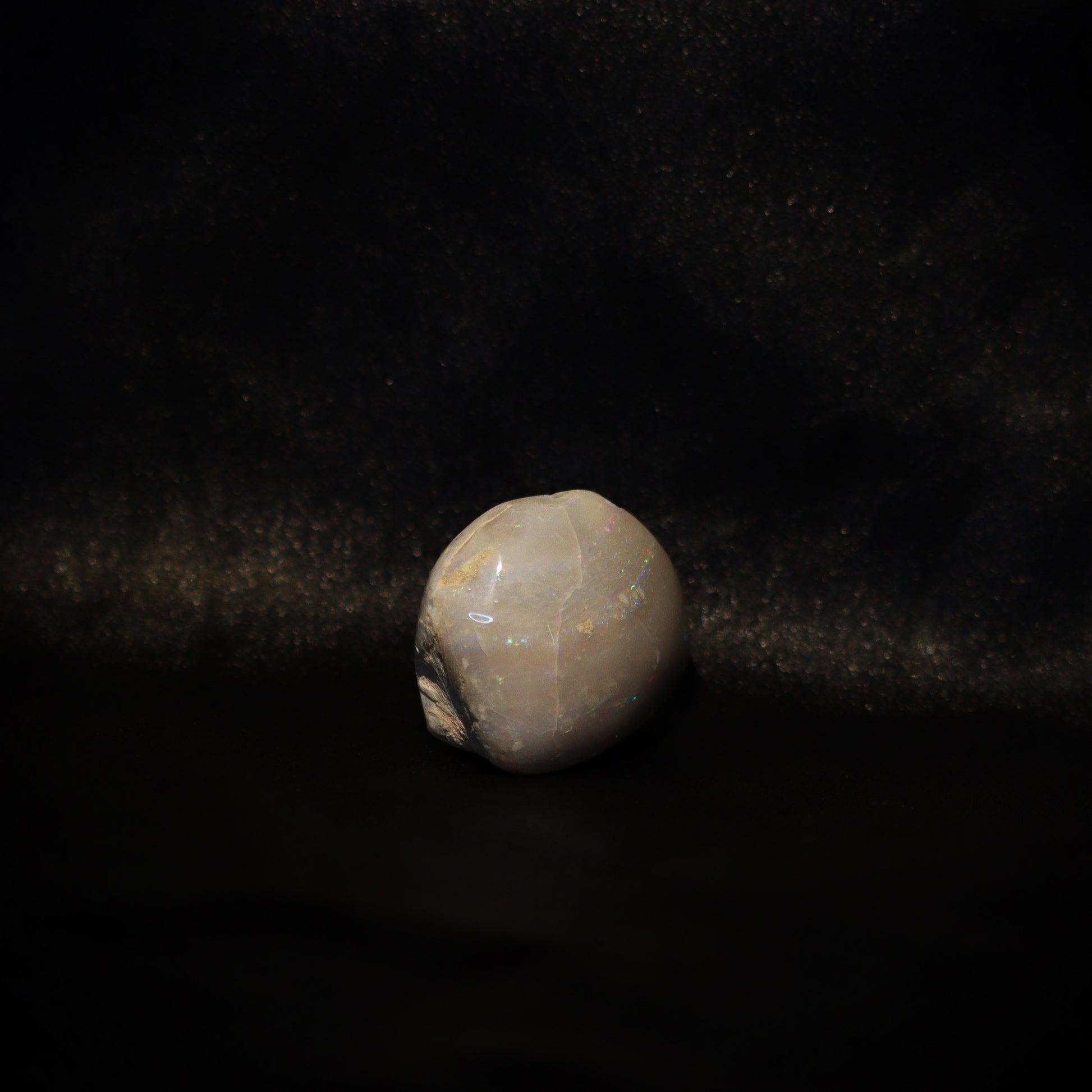 Australian Fossilized opal shell 