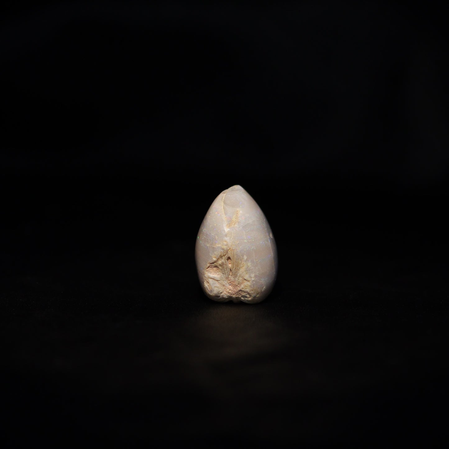 Australian Fossilized opal shell 
