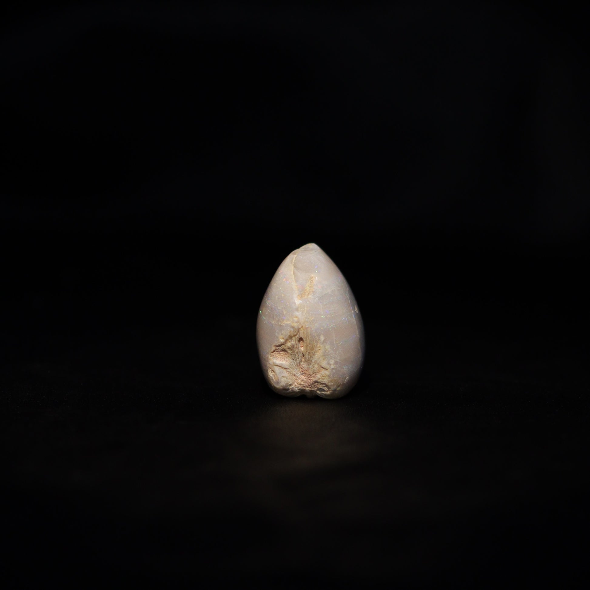 Australian Fossilized opal shell 