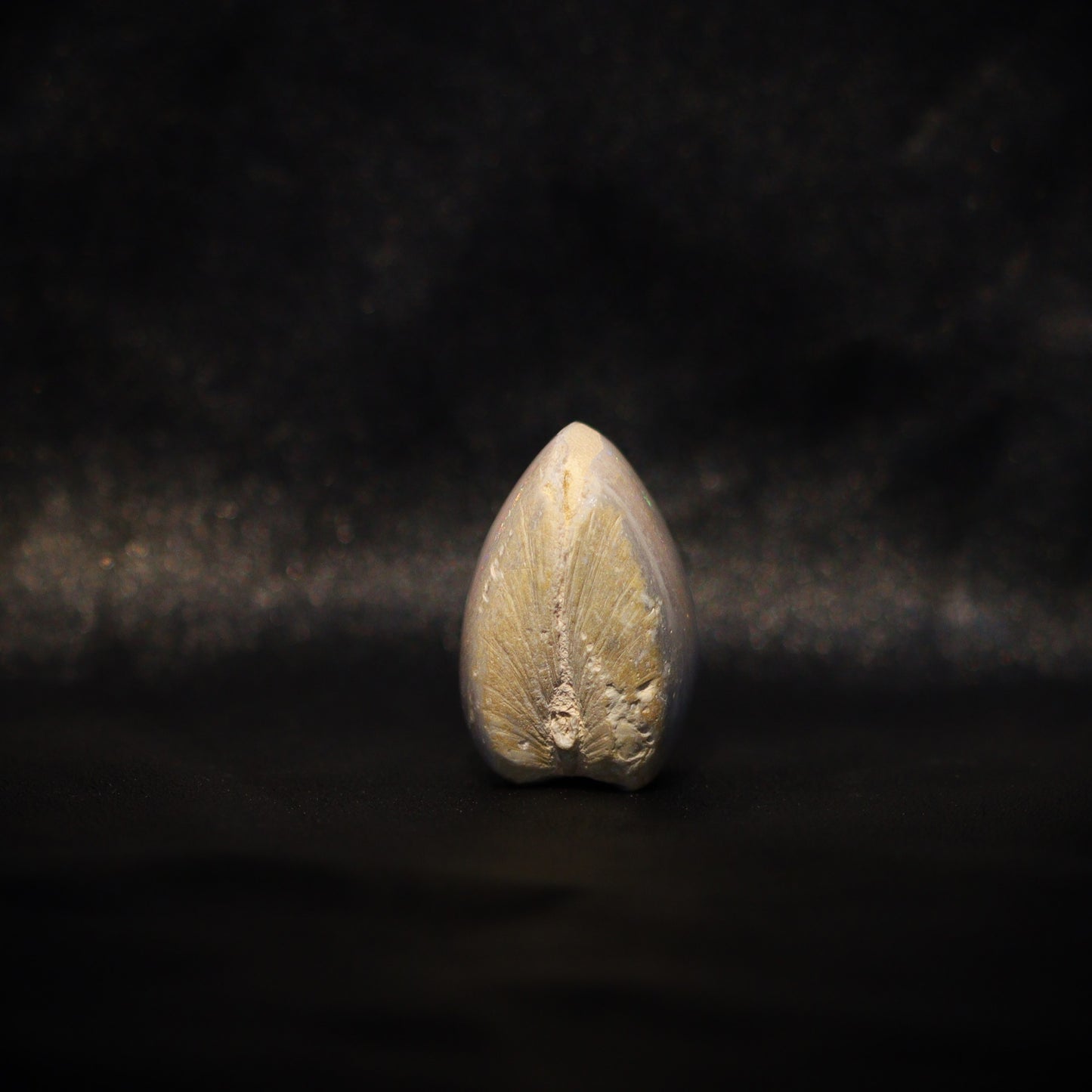 Australian Fossilized opal shell 
