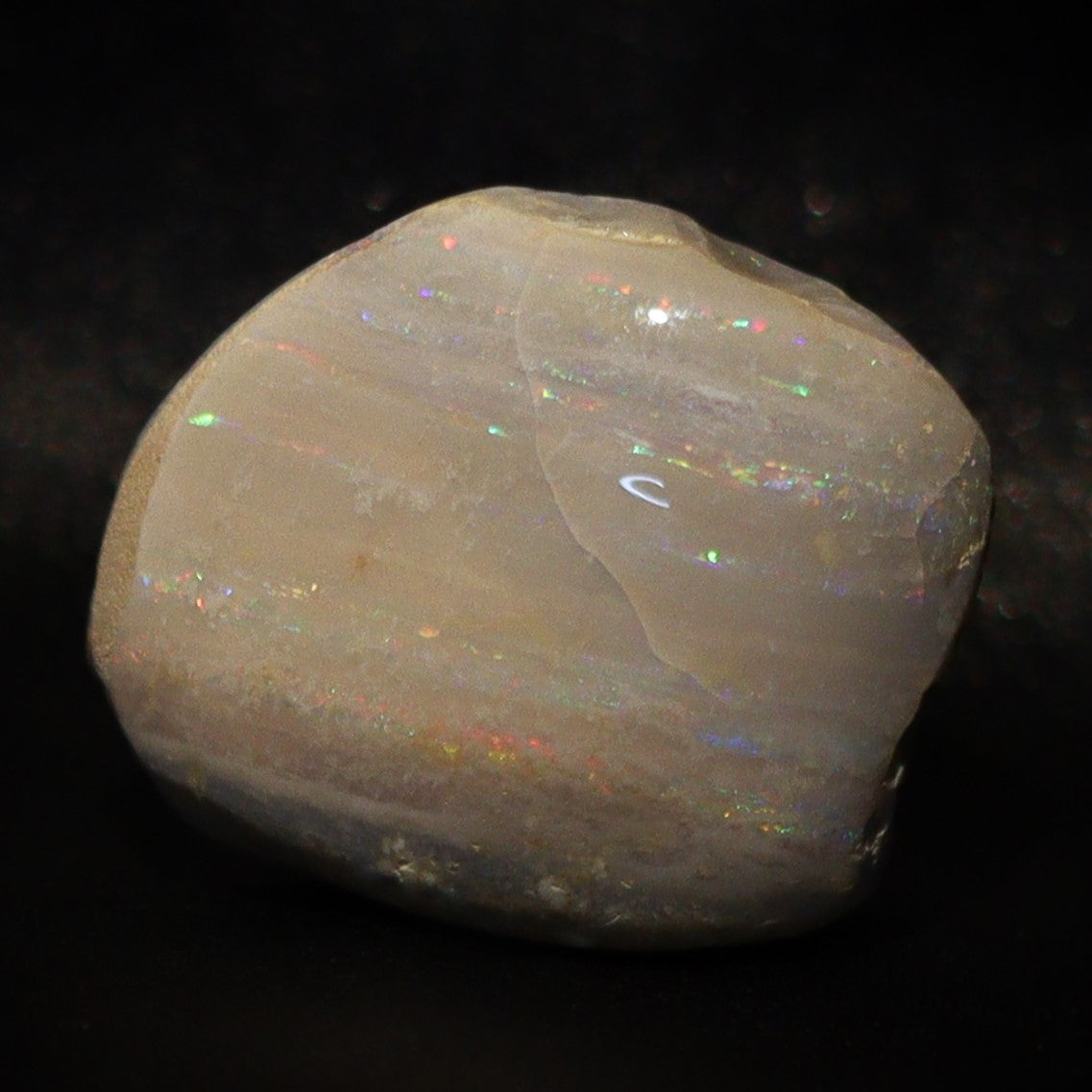 Australian Fossilized opal shell 