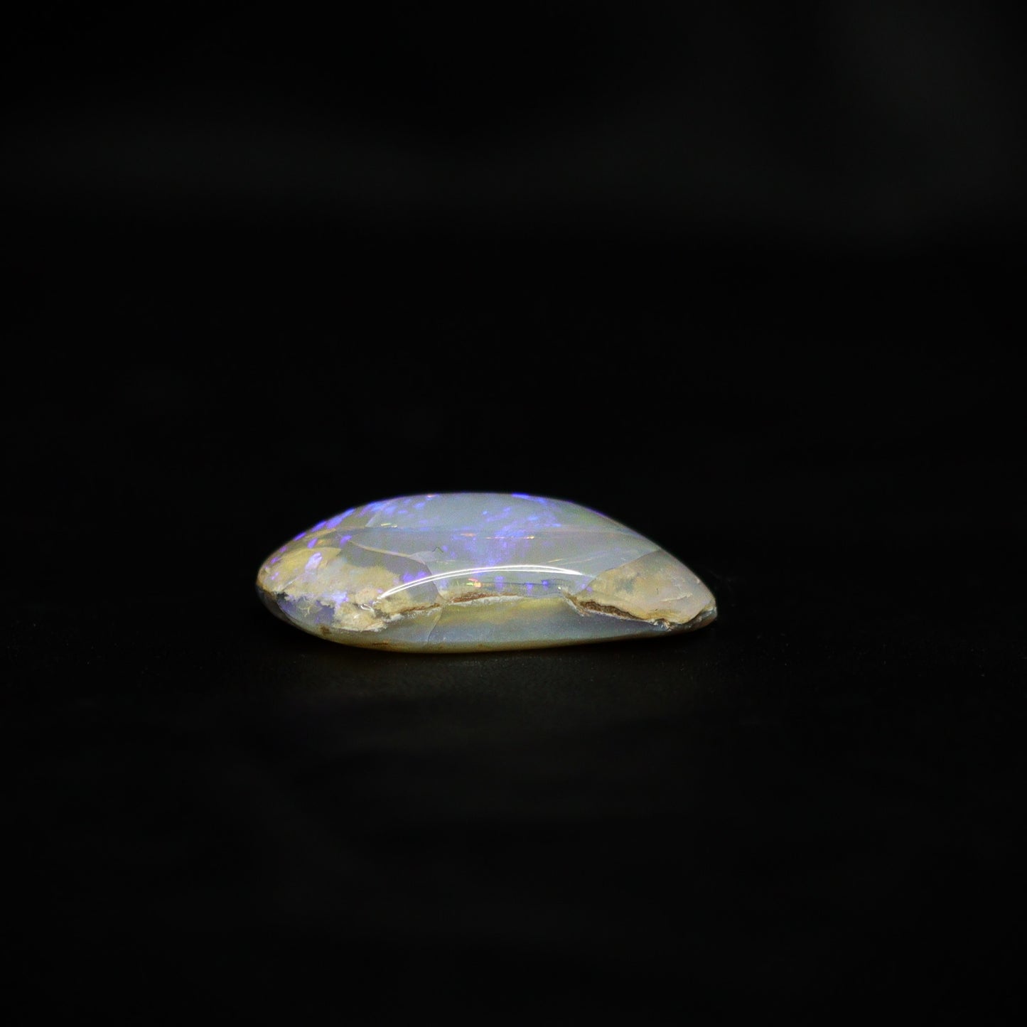 Australian Fossilized opal shell 