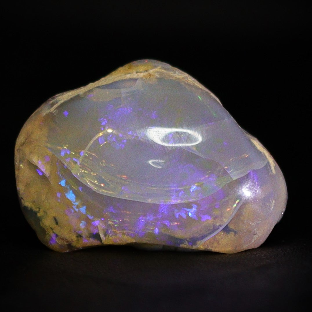 Australian Fossilized opal shell 