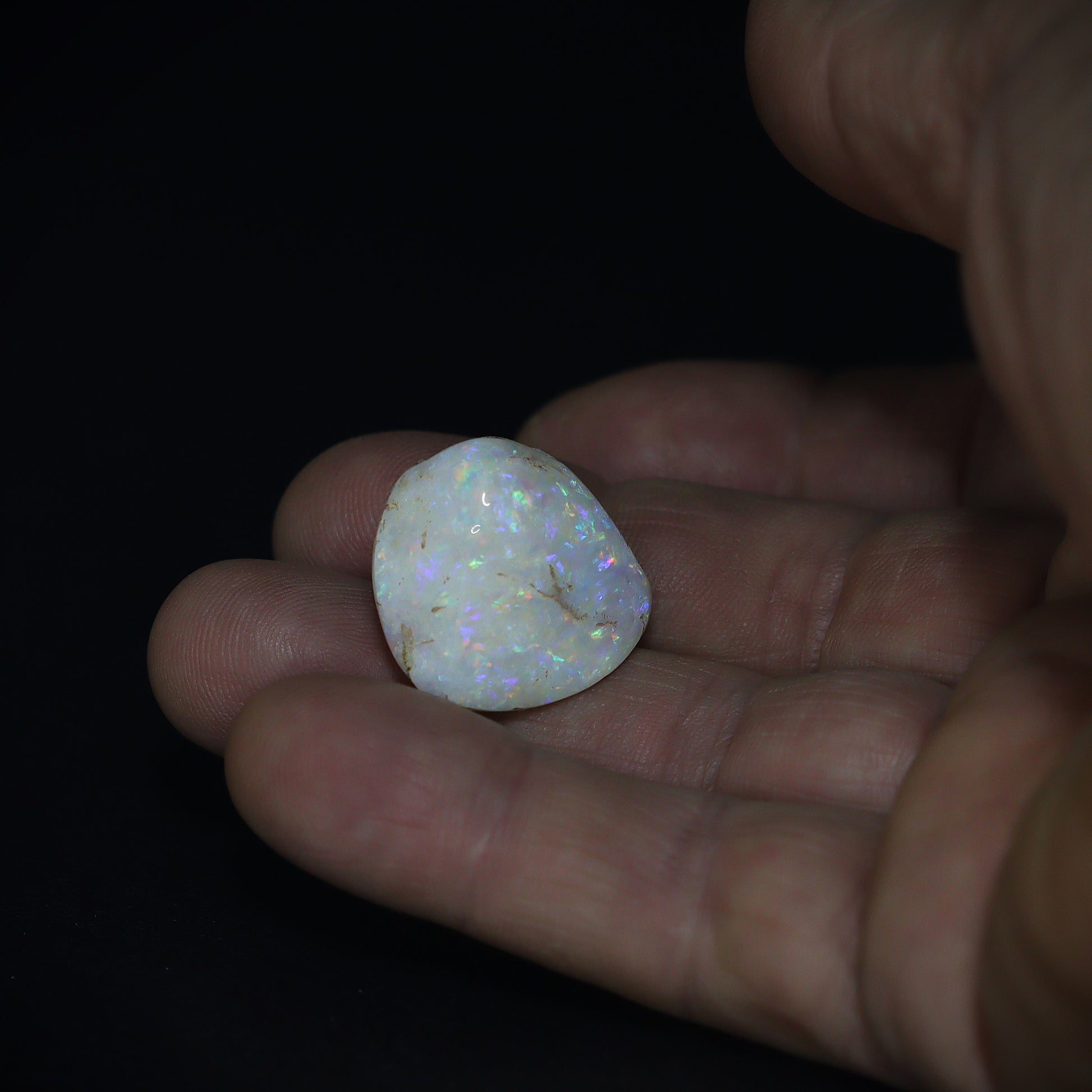 Australian Fossilized opal shell 