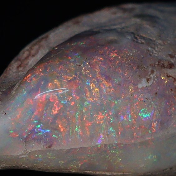 Australian Fossilized opal shell 