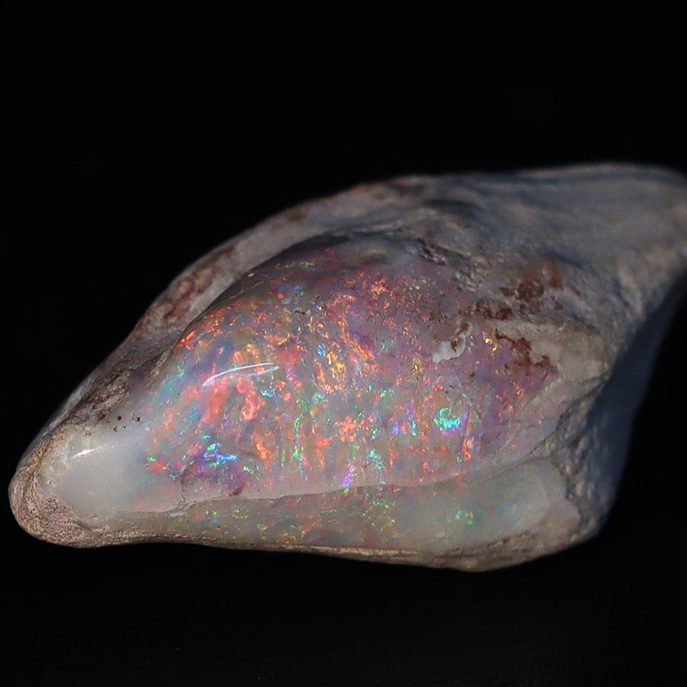 Australian Fossilized opal shell 